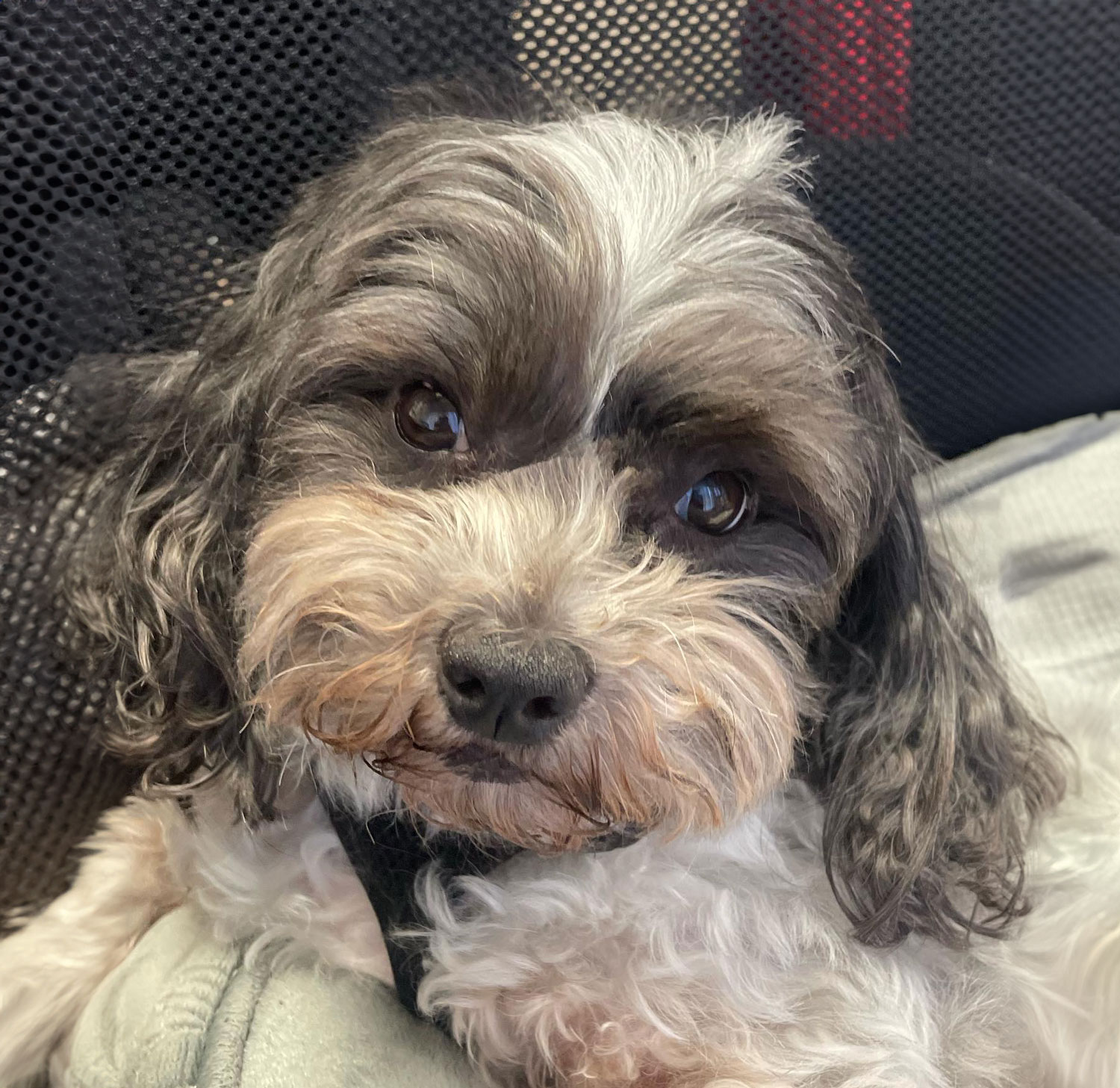 Meet Blitz, one of our therapy dogs