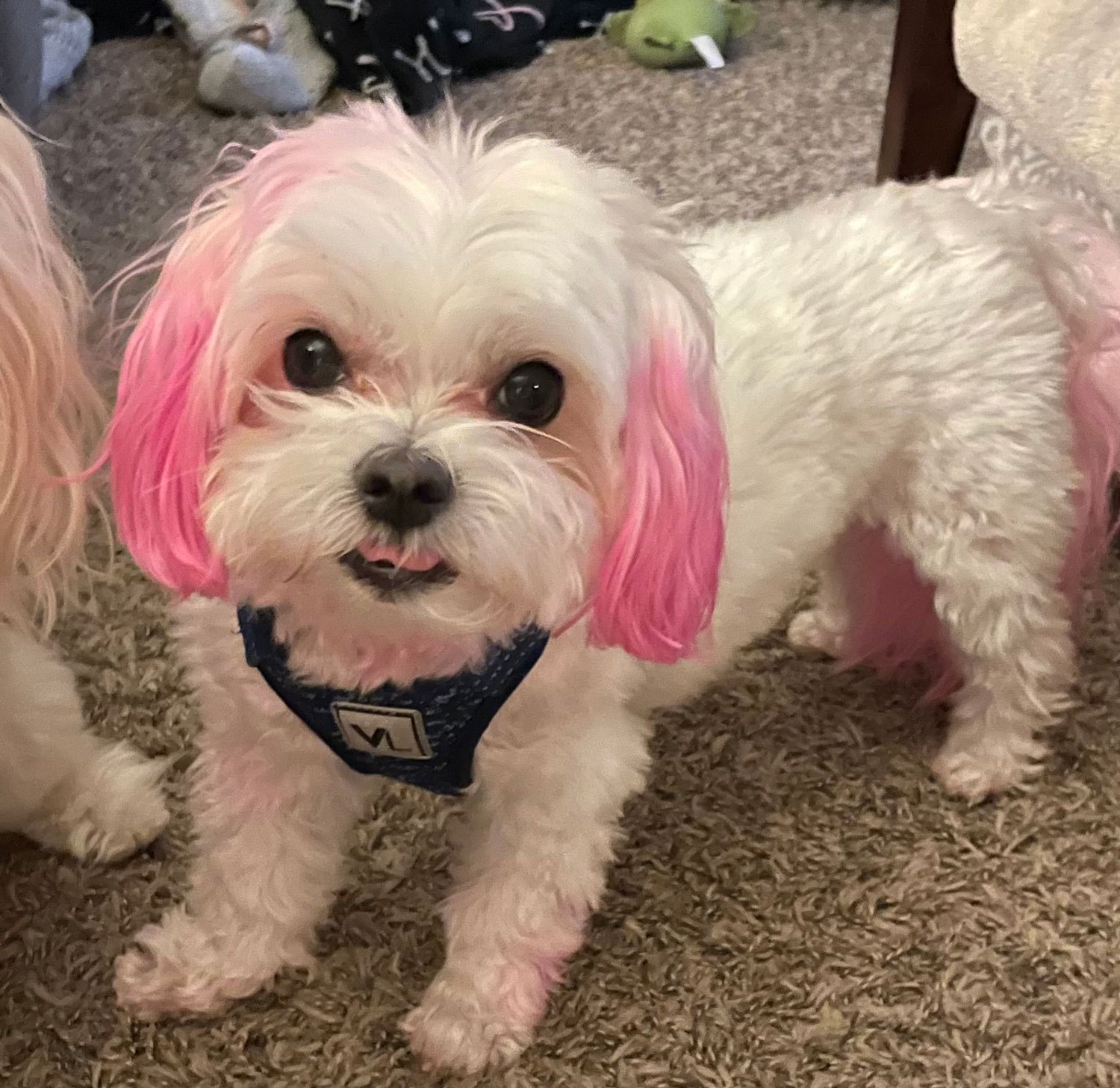 Meet Braxton, one of our therapy dogs