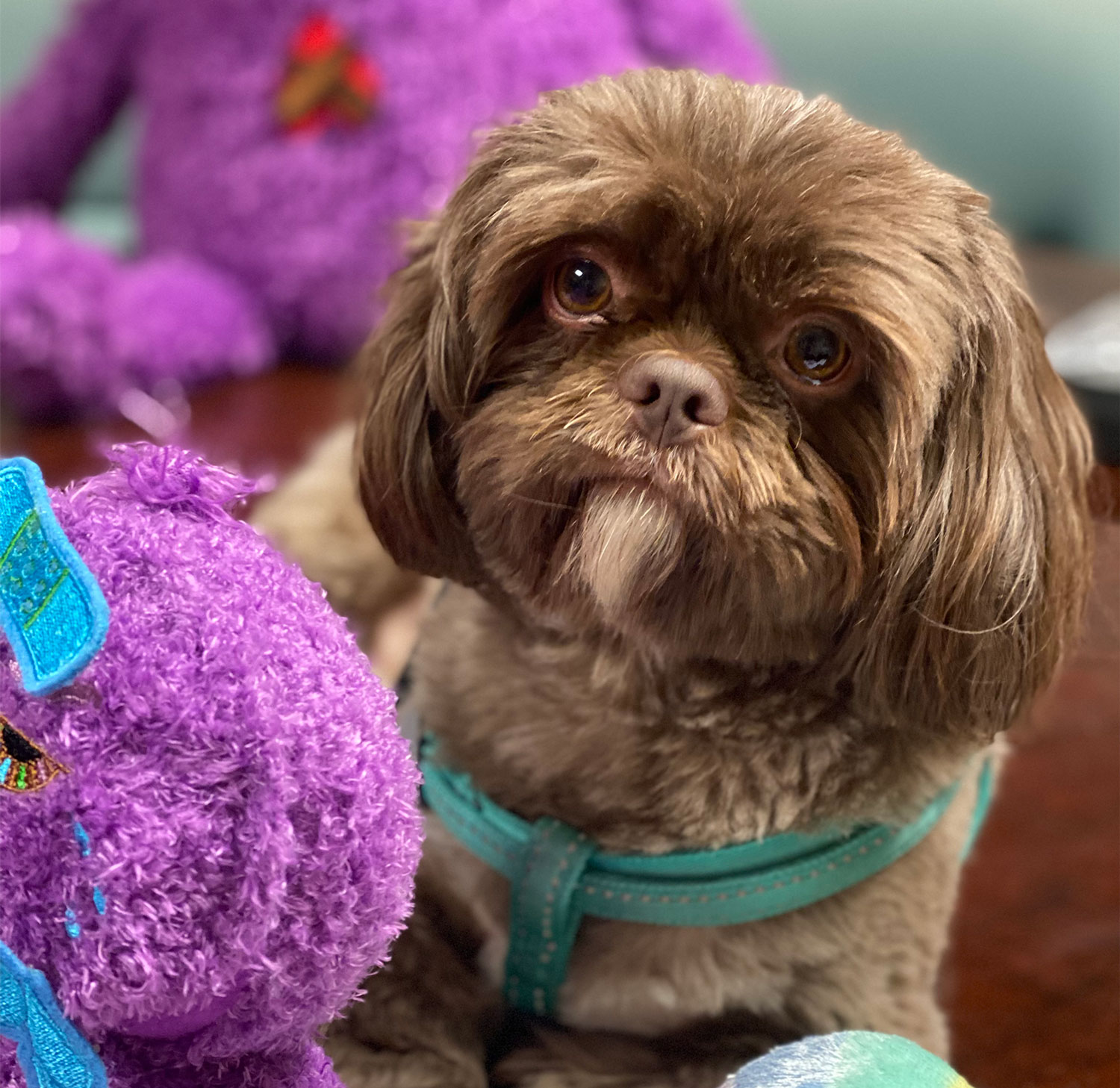 Meet Gumbo, one of our therapy dogs