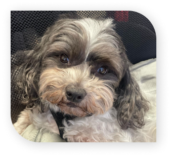 Blitz's staff picture